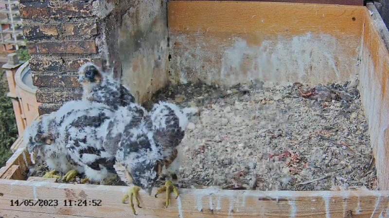 Birdcam.it - Live Peregrine Falcons Nest Albangel & Velia 12-51-44 screenshot.png