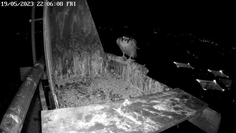 Birdcam.it - Live Peregrine Falcons Nest - Cassio and Flaminia 2-32-3 screenshot.png