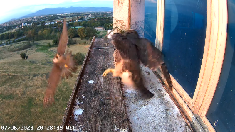 Birdcam.it - Outside Camera Alex & Vergine 12-44-34 screenshot.png