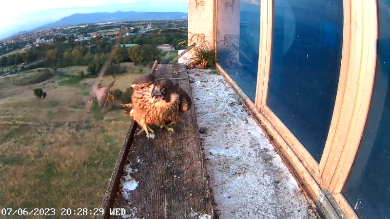 Birdcam.it - Outside Camera Alex & Vergine 12-44-24 screenshot (1).png