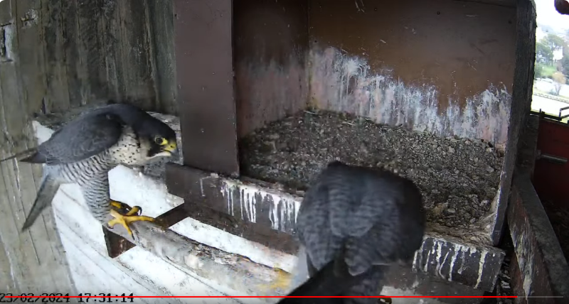 Live Peregrine Falcons Nest Agrippina & Venus - YouTube.png