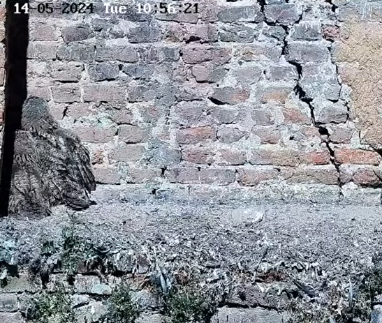 ombra.png