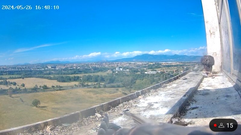 Screenshot_20240526-170111.jpg