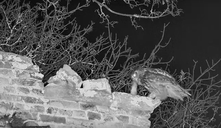 tristano 2.png