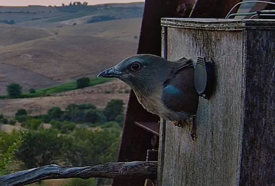 ci sei
