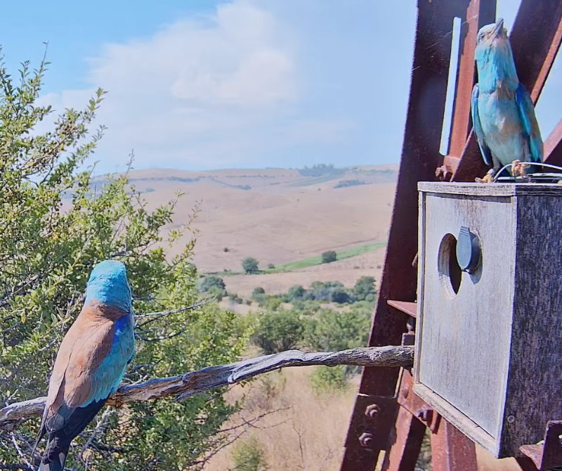 cuore e blu in attacco