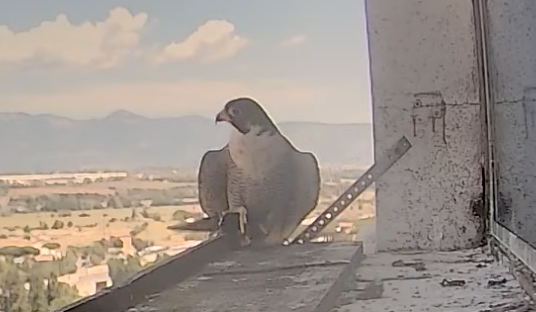mi pare si senta a casa