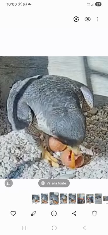 Screenshot_20260405_100024_Gallery.jpg