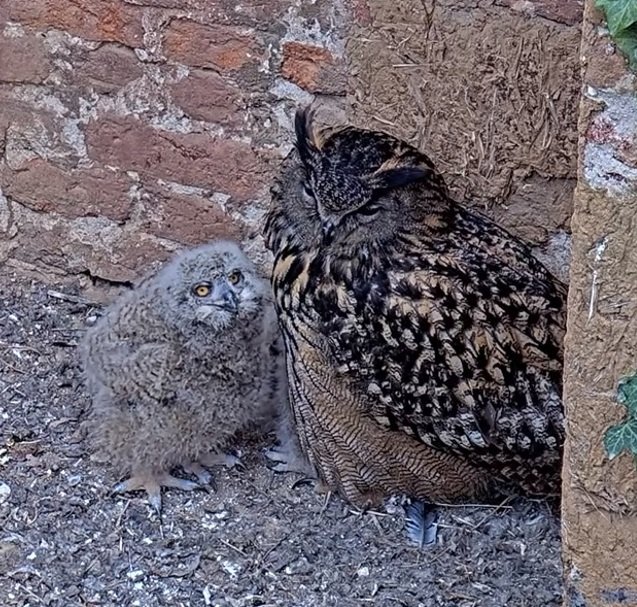 Isolde e piccolo.jpg