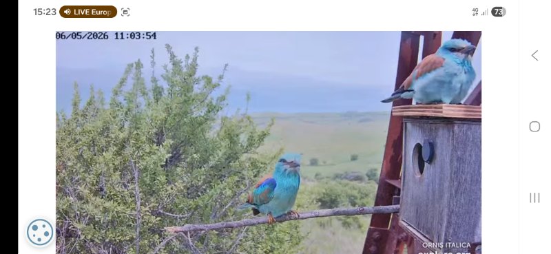 Screenshot_20260506_152318_Chrome.jpg