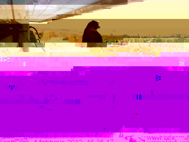 ariaCAI3DJ99.jpg