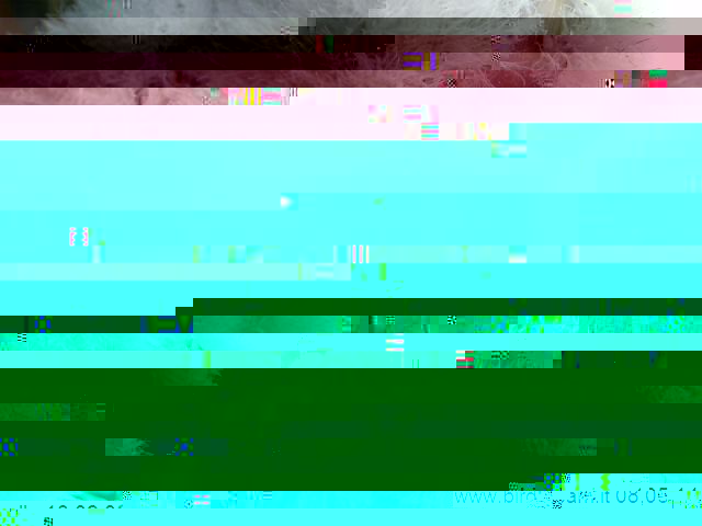 alver6.jpg