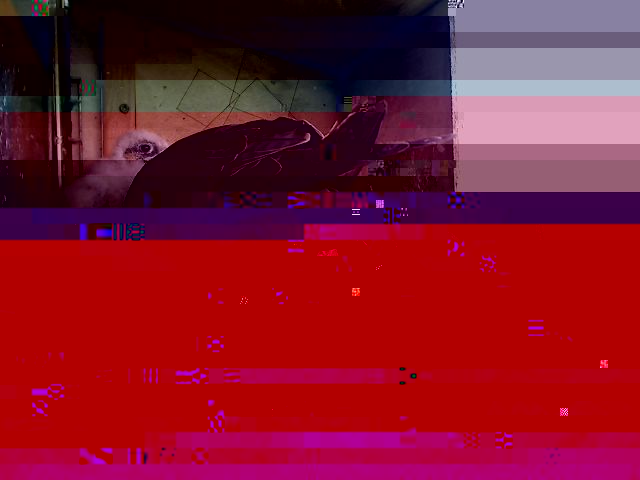 alver.jpg