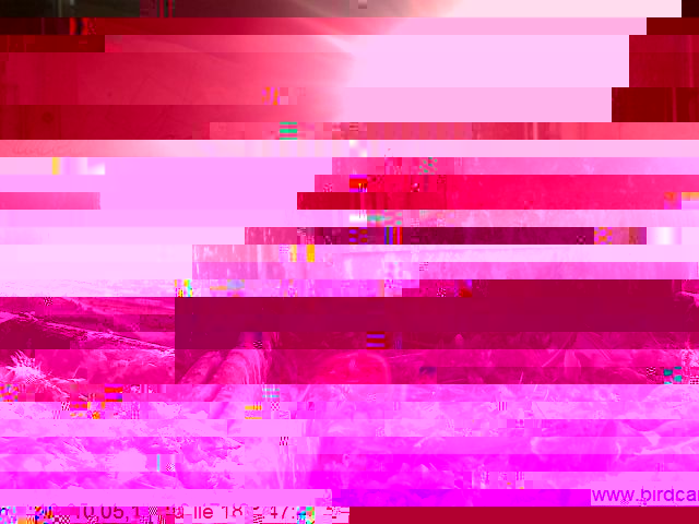 alver.jpg