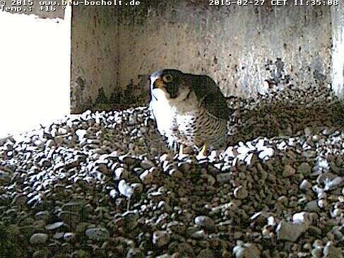 Webcam_Nest (1).jpg