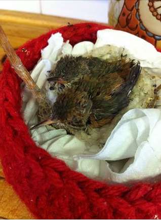 Photo by <br />Bella Hummingbird Webcam