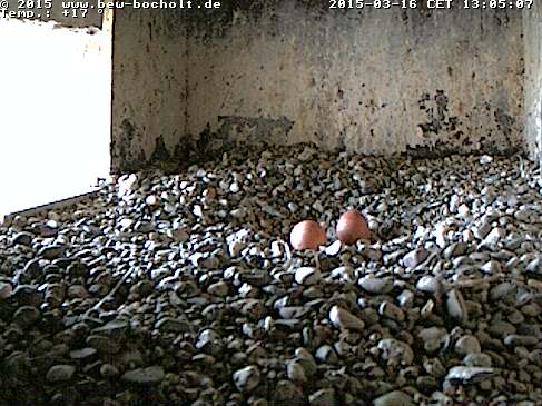 Webcam_Nest (9).jpg