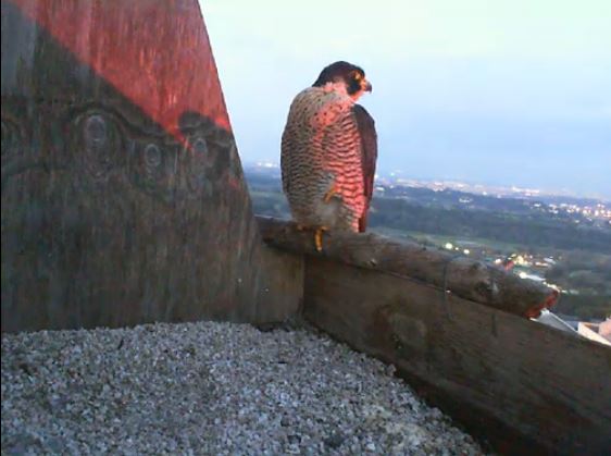Cattura46.JPG