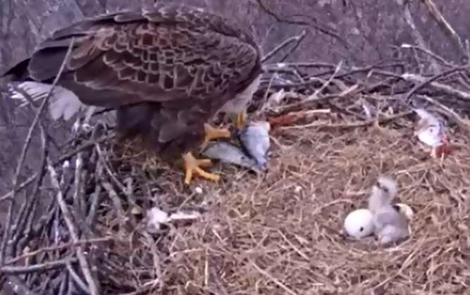Images courtesy of Pennsylvania Game Commission