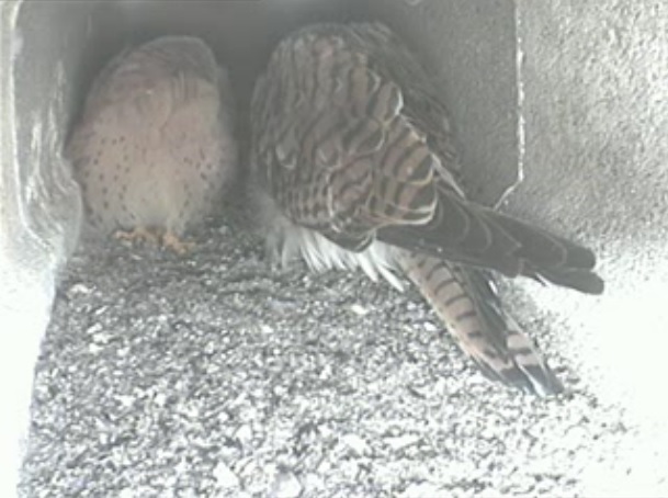 LK M - M and F roost in nest.jpg