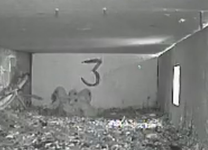 8:00 - grande pulcino cerca di ingoiare una preda