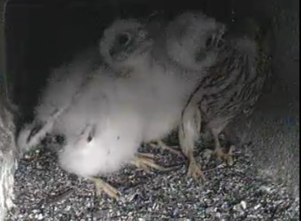 ieri - 20:27 - la femmina è stanca (e magra!),  ma: &quot;vogliamo più cibo!&quot;