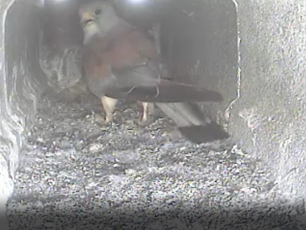 16:55 - M nel nido - non c'e 'nessuno in casa!