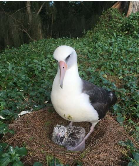 Nest 3, Honua & Moana.jpg