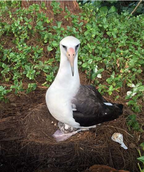 Haulani nest 2  dad Ka'imi.jpg