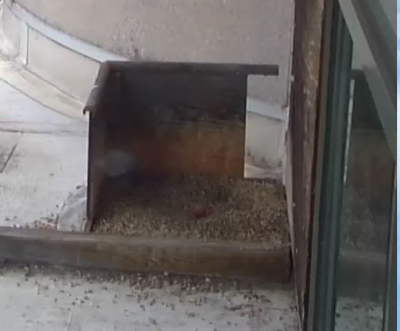 Cattura1.JPG