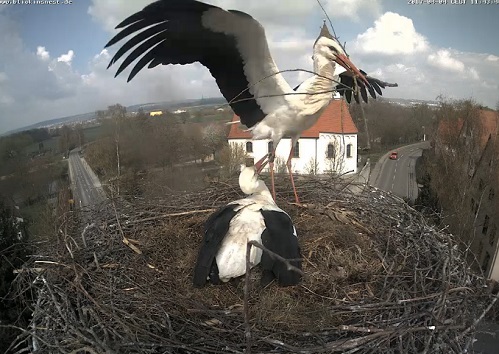 storch_big2371.jpg