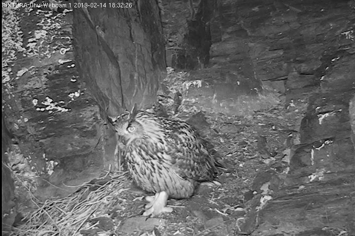 LOTTE 2019-02-14--18-32-26_CAM1.jpg