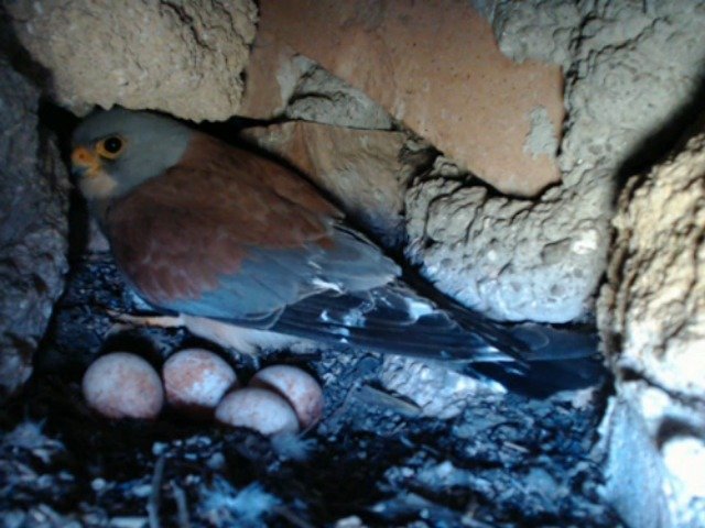 birdcam_5-5-2019-7-22.jpg