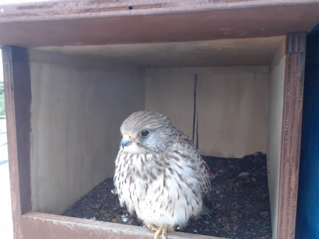 birdcam_14-5-2019-16-22.jpg