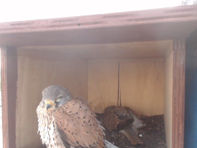 birdcam_23-5-2019-6-20.jpg