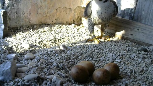 Screenshotter--PeregrineFalconNestAloaBriciolaLiveonBirdcam-782’21”.jpg