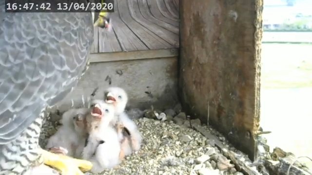 Screenshotter--PeregrineFalconNestAlexVergineLiveonBirdcam-797’14”.jpg