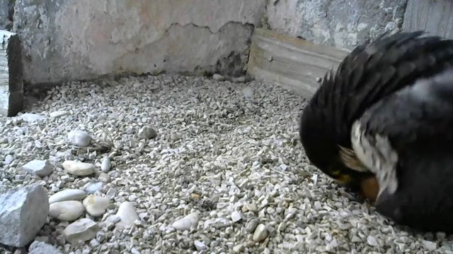 Screenshotter--PeregrineFalconNestAloaBriciolaLiveonBirdcam-780’10”.jpg