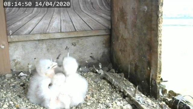 Screenshotter--PeregrineFalconNestAlexVergineLiveonBirdcam-780’59”.jpg