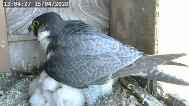 Screenshotter--PeregrineFalconNestAlexVergineLiveonBirdcam-799’58”.jpg