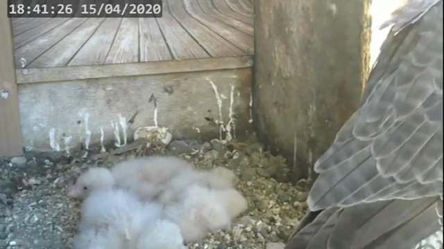Screenshotter--PeregrineFalconNestAlexVergineLiveonBirdcam-784’29”.jpg