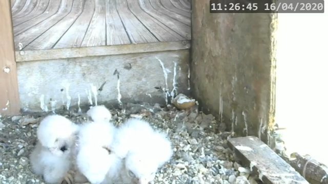 Screenshotter--PeregrineFalconNestAlexVergineLiveonBirdcam-782’18”.jpg