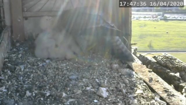 Screenshotter--PeregrineFalconNestAlexVergineLiveonBirdcam-792’48”.jpg