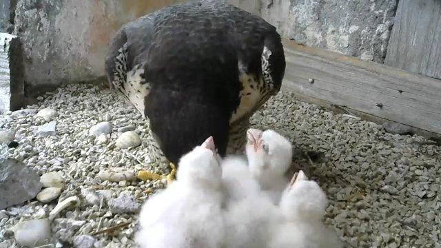 Screenshotter--PeregrineFalconNestAloaBriciolaLiveonBirdcam-780’07”.jpg