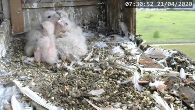 Screenshotter--PeregrineFalconNestAlexVergineLiveonBirdcam-780’10”.jpg