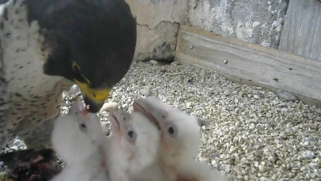 Screenshotter--PeregrineFalconNestAloaBriciolaLiveonBirdcam-780’10” (1).jpg