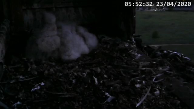 Screenshotter--PeregrineFalconNestAlexVergineLiveonBirdcam-598’04”.jpg