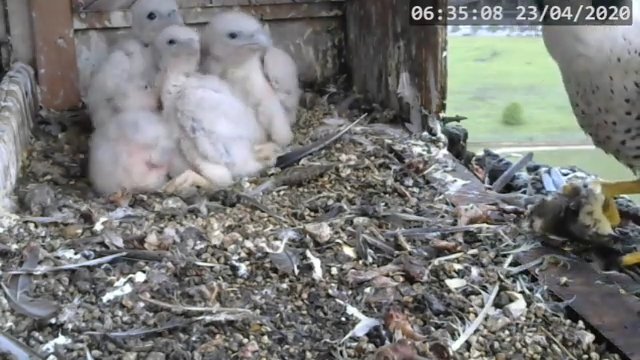 Screenshotter--PeregrineFalconNestAlexVergineLiveonBirdcam-639’06”.jpg