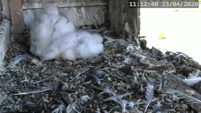 Screenshotter--PeregrineFalconNestAlexVergineLiveonBirdcam-786’55”.jpg