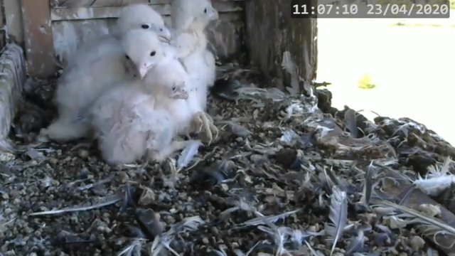 Screenshotter--PeregrineFalconNestAlexVergineLiveonBirdcam-765’43”.jpg